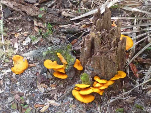 b Orange Mushroom