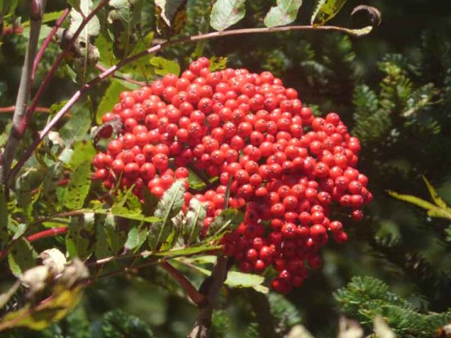 b08-closeup-of-berries